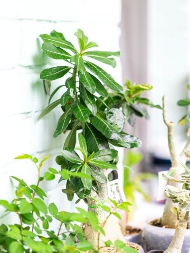 cropped-indoor-plants-of-different-sizes.jpg