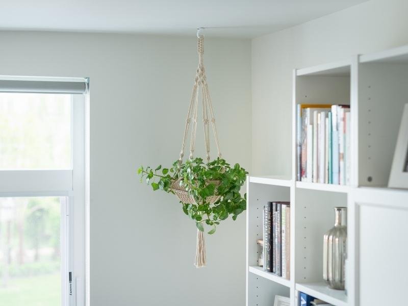 how to arrange plants in the living room