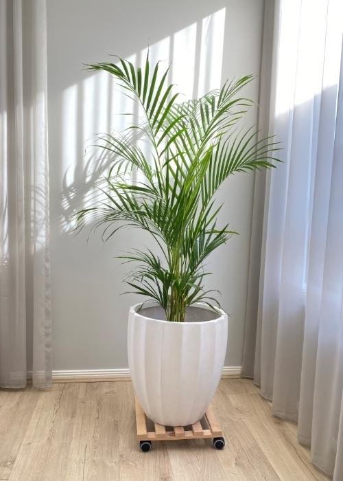 how to arrange plants in the living room