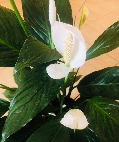 low maintenance indoor plants in India- peace lily