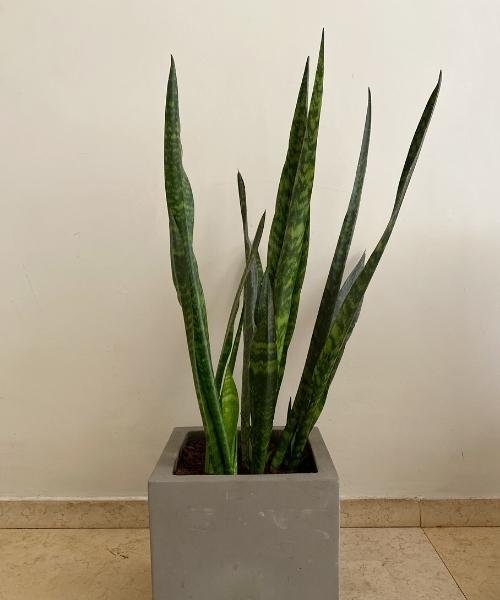 low maintenance indoor plants in India- snake plant