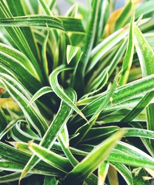 spider plant, which is an indoor plant